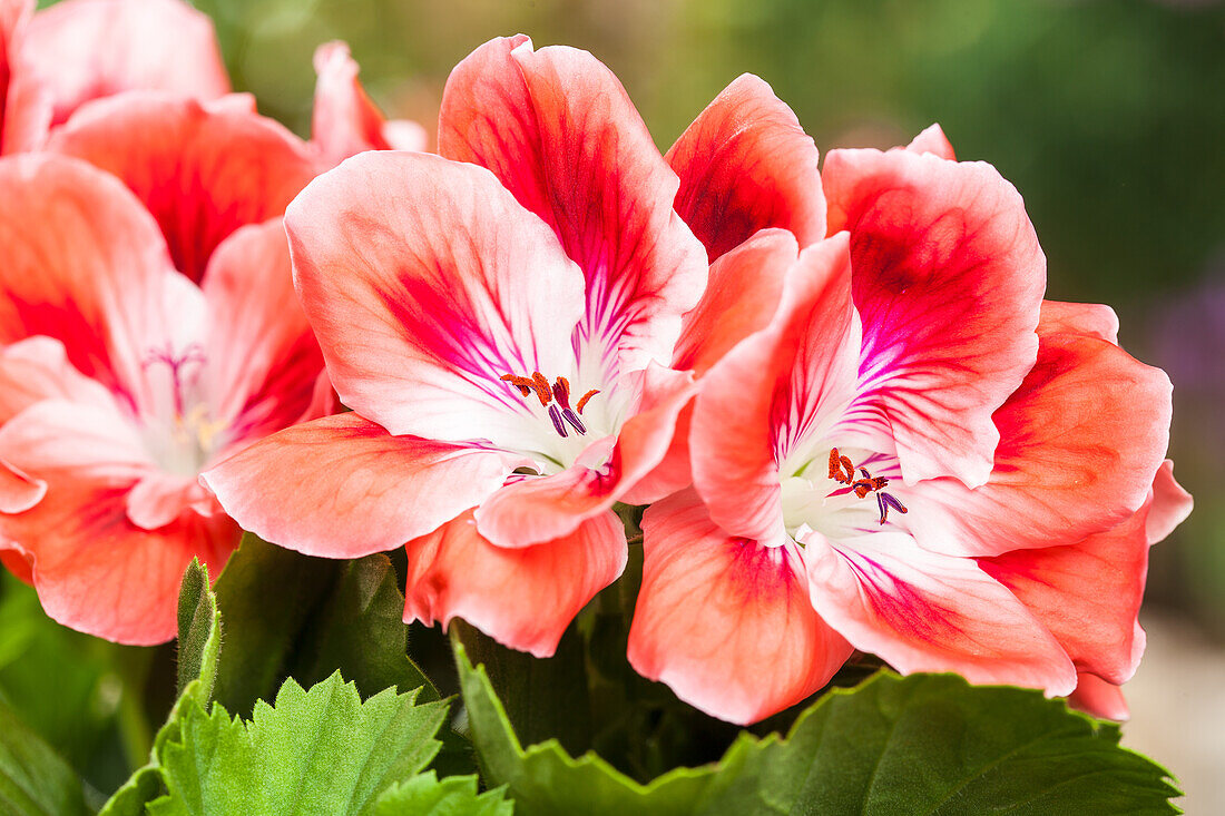 Pelargonium grandiflorum