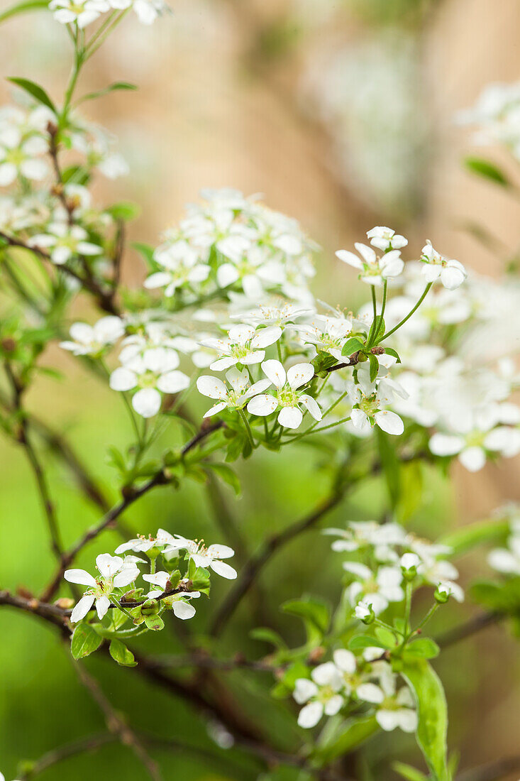 Spiraea