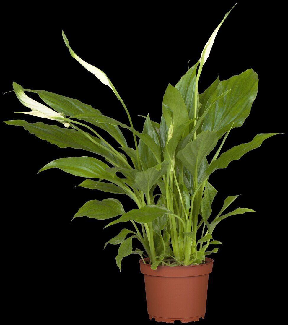 Spathiphyllum floribundum