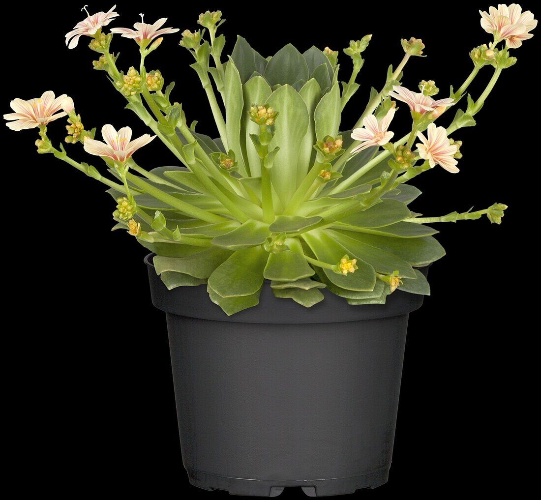 Lewisia cotyledon