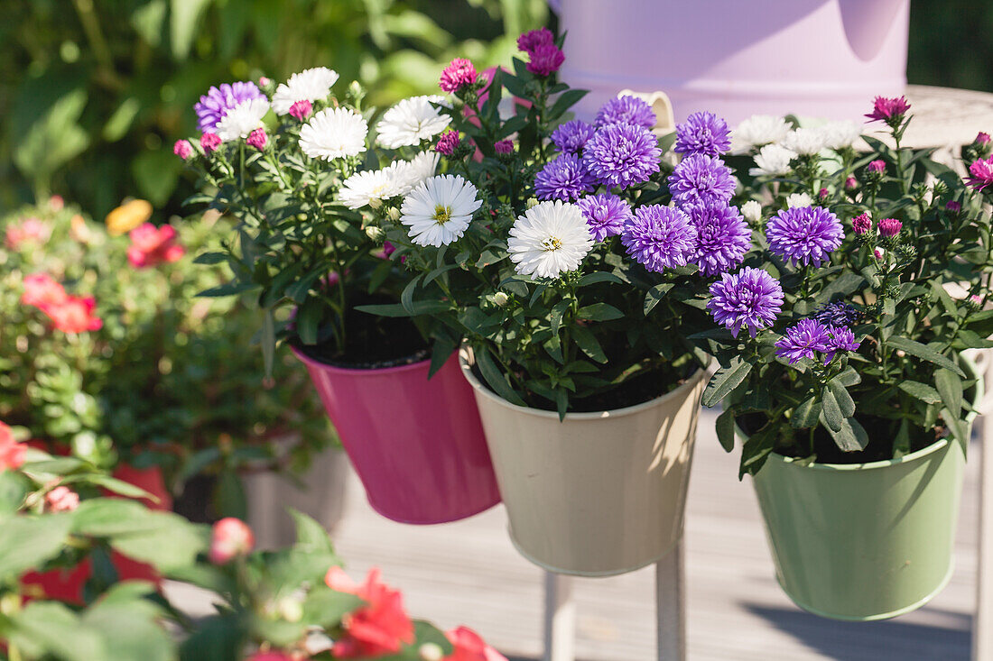 Aster novi-belgii