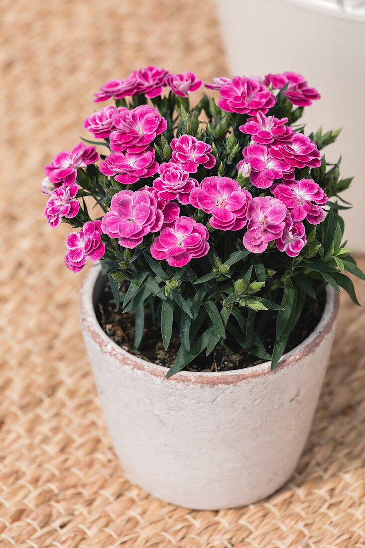 Dianthus caryophyllus 'Peman'