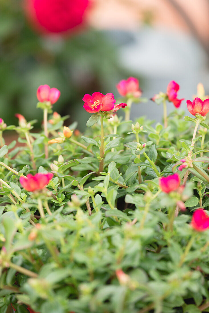 Portulaca oleracea