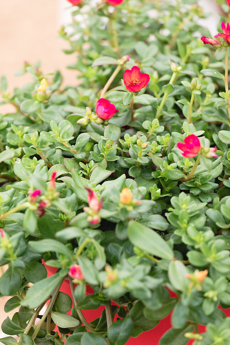 Portulaca oleracea