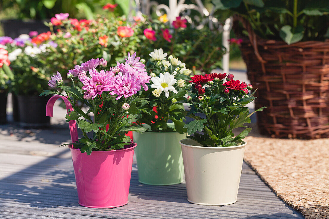 Chrysanthemum indicum