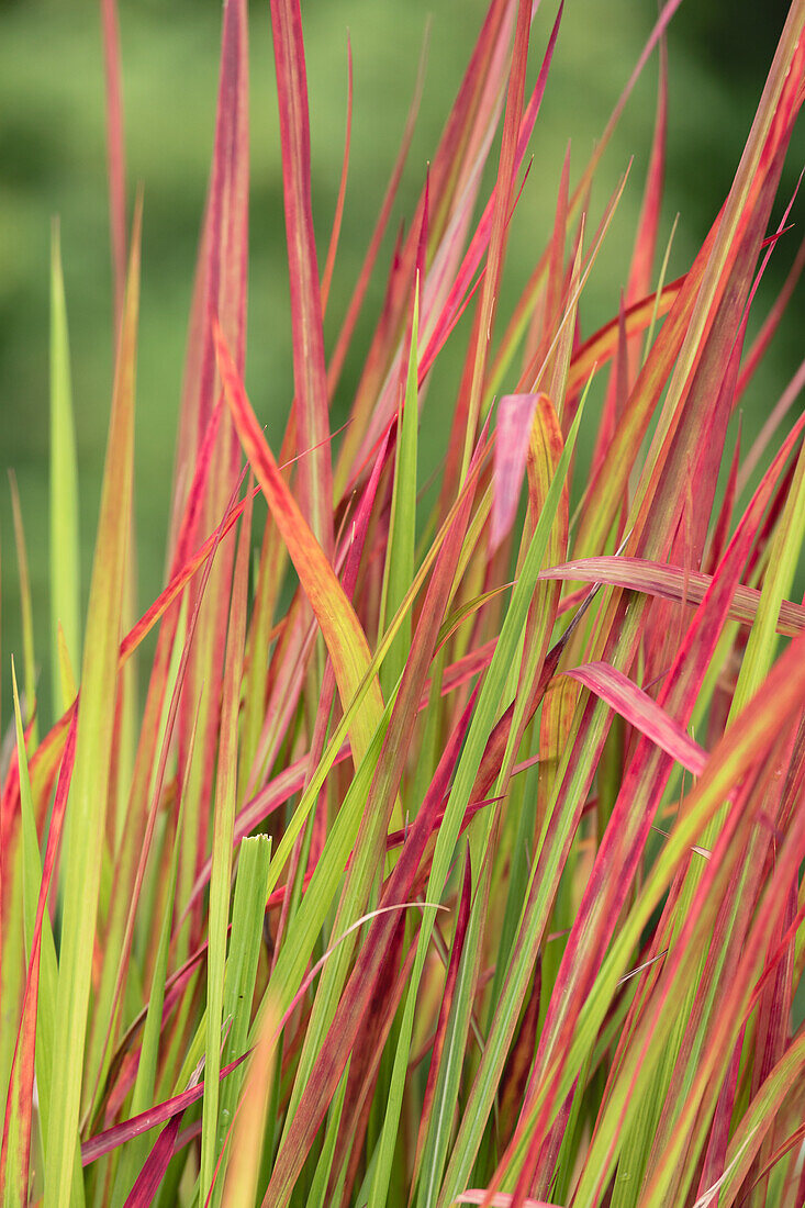 Imperata cylindrica 'Red Baron'