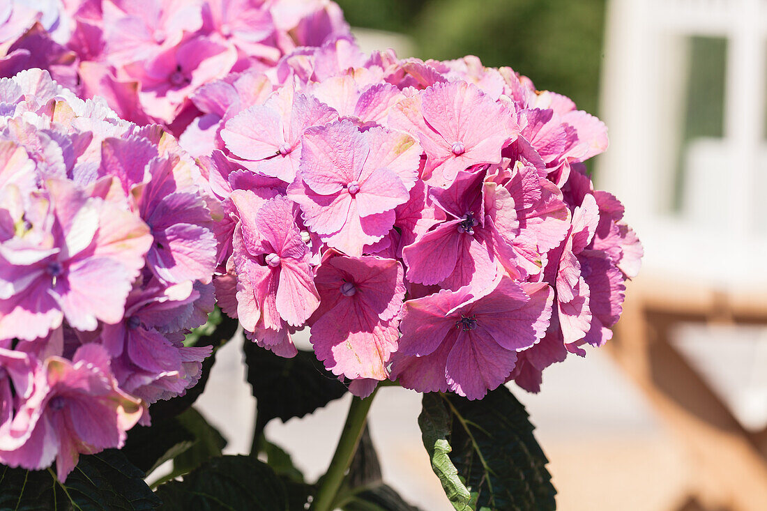 Hydrangea macrophylla, pink