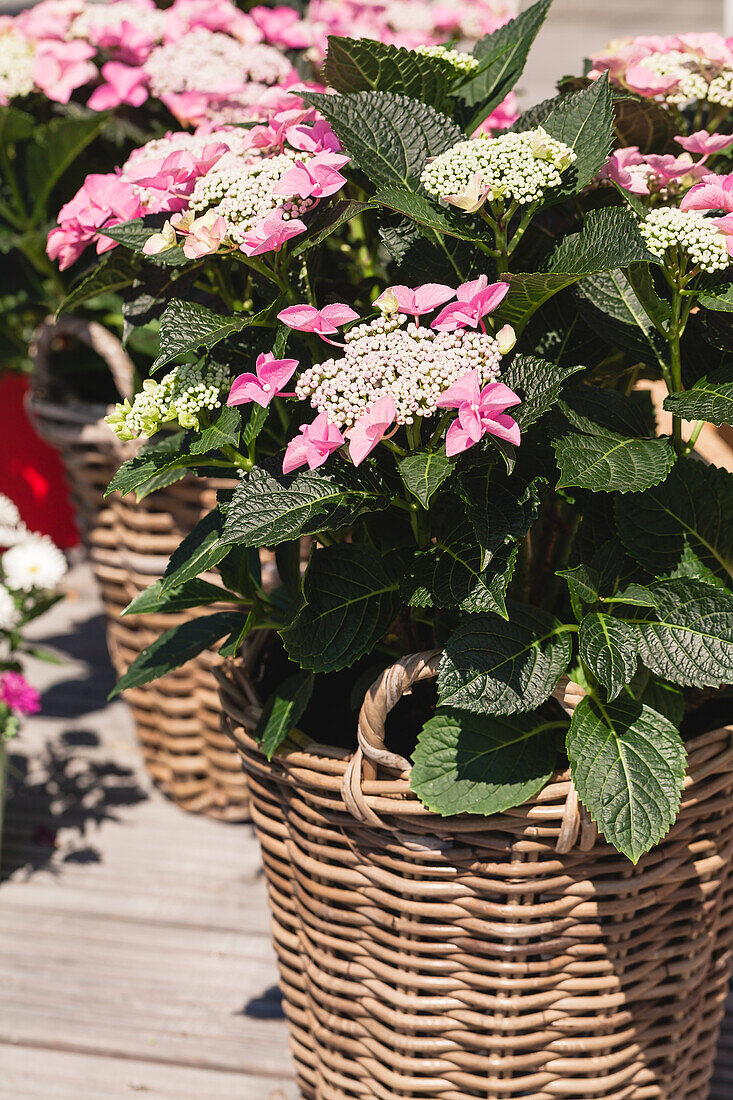 Hydrangea macrophylla, pink