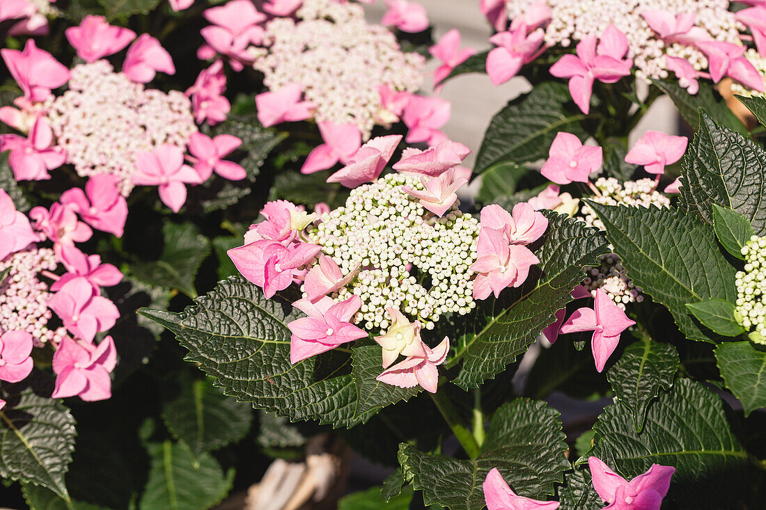 Hydrangea macrophylla