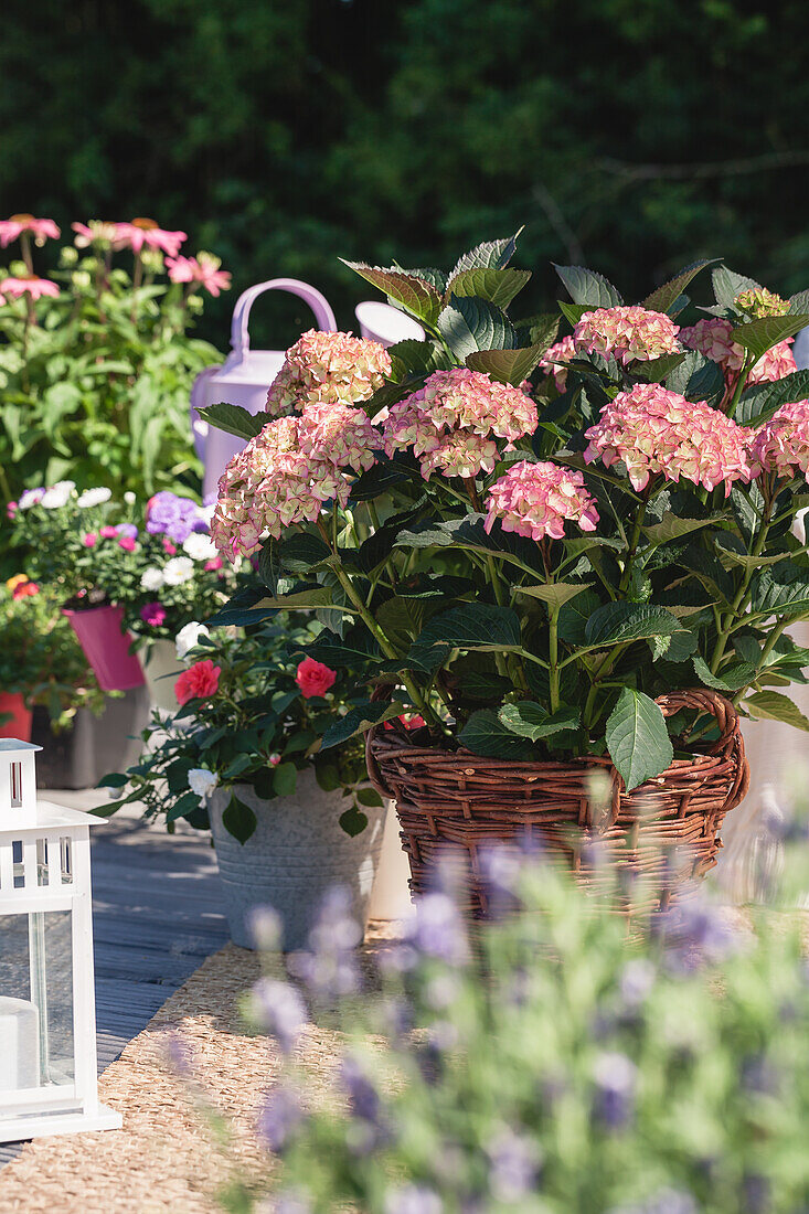 Hydrangea macrophylla, bicoloured