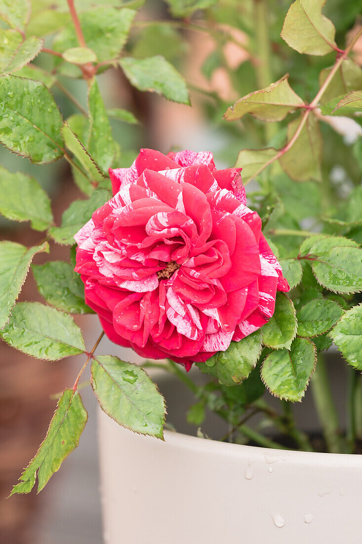 Beet rose, bicoloured