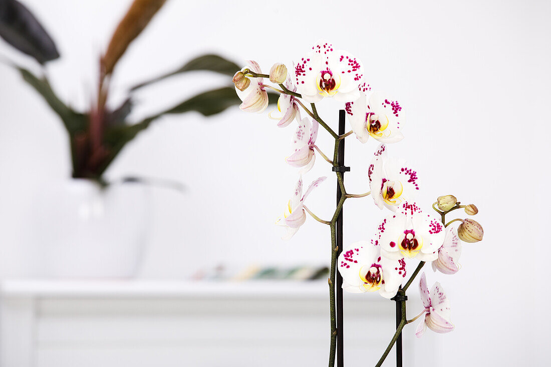 Phalaenopsis Polka Dots