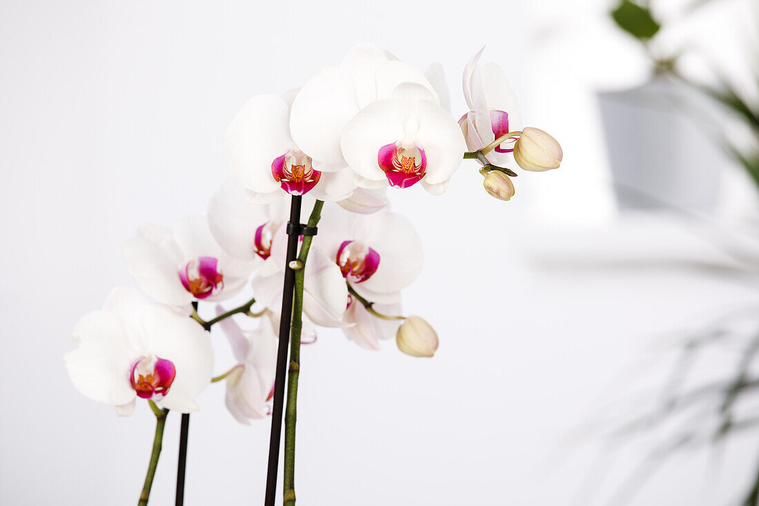 Phalaenopsis Hybrid