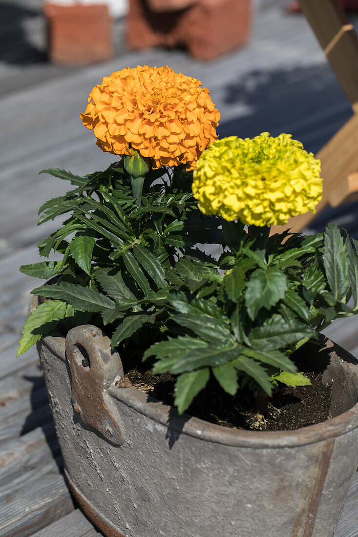 Tagetes erecta 'Antigua'