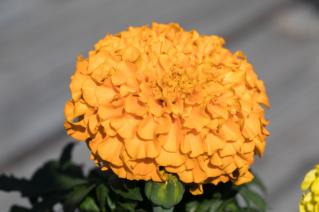 Tagetes erecta Antigua Orange