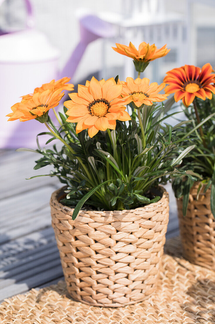 Gazania, orange