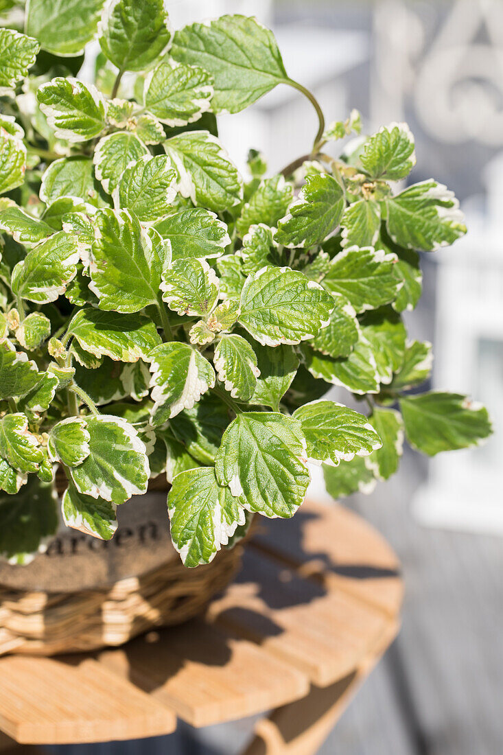 Plectranthus coleoides Variegata