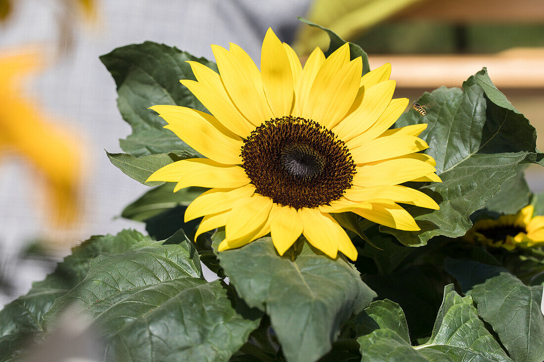 Helianthus annuus