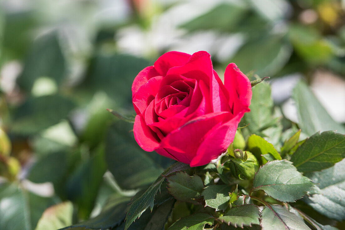 Potted rose, red