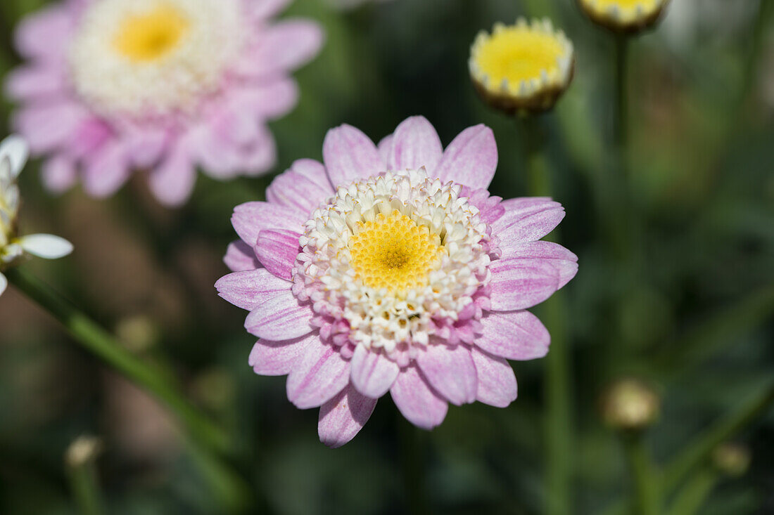 Argyranthemum frutescens geüfllt, rosa