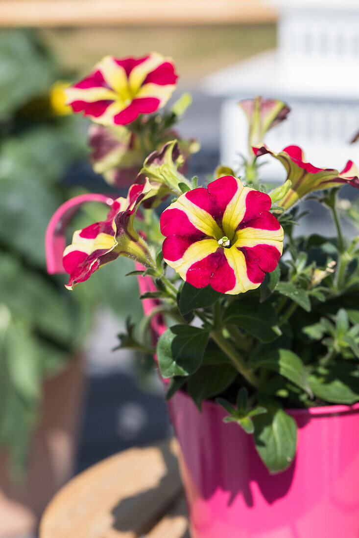 Petunia Amore Queen of Hearts