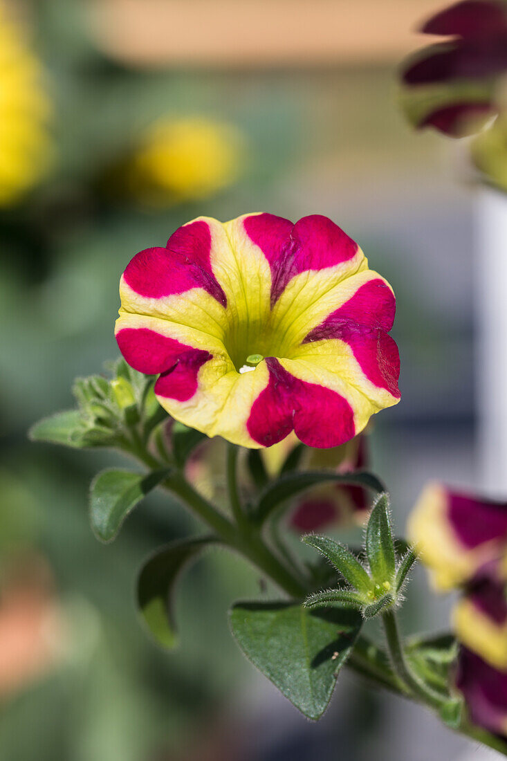 Petunia Amore Queen of Hearts