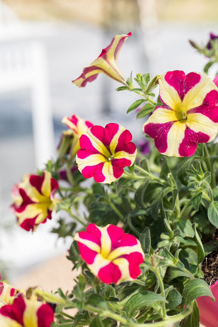 Petunia Amore™ 'Queen of Hearts'