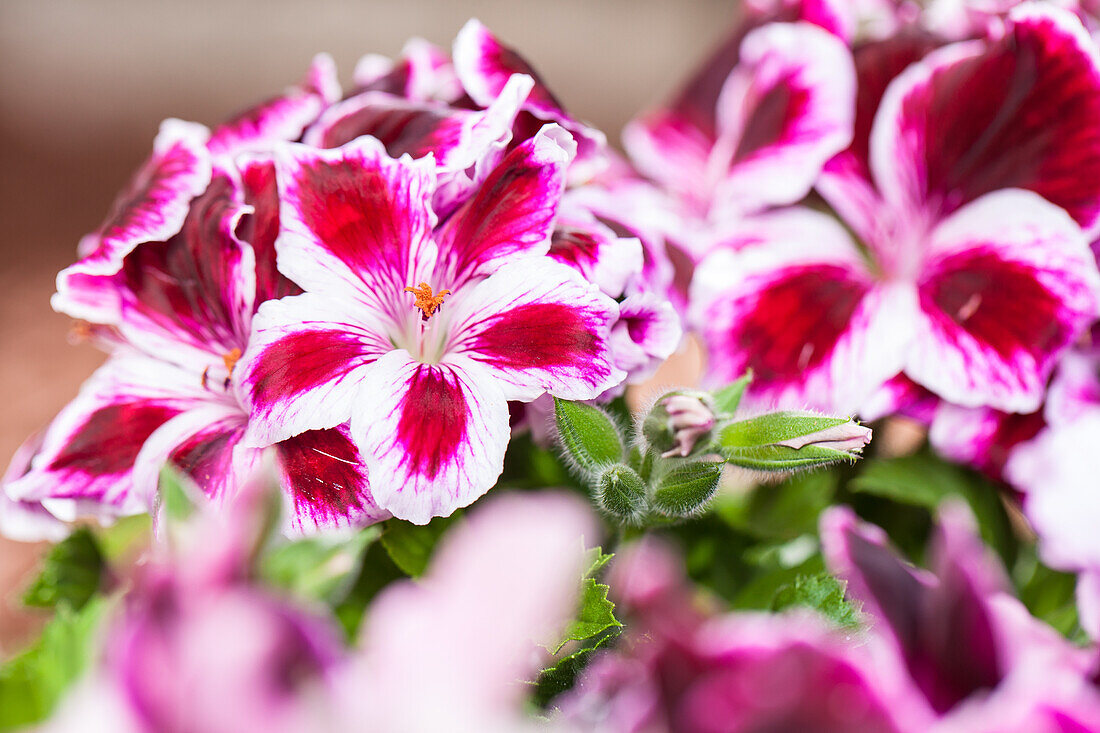 Pelargonium grandiflorum, bicoloured