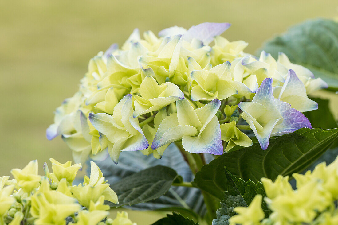 Hydrangea macrophylla, blau