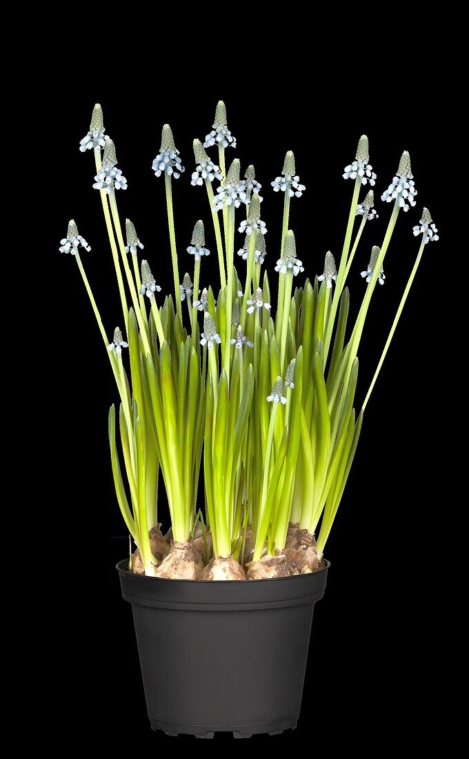 Muscari 'Blue Magic