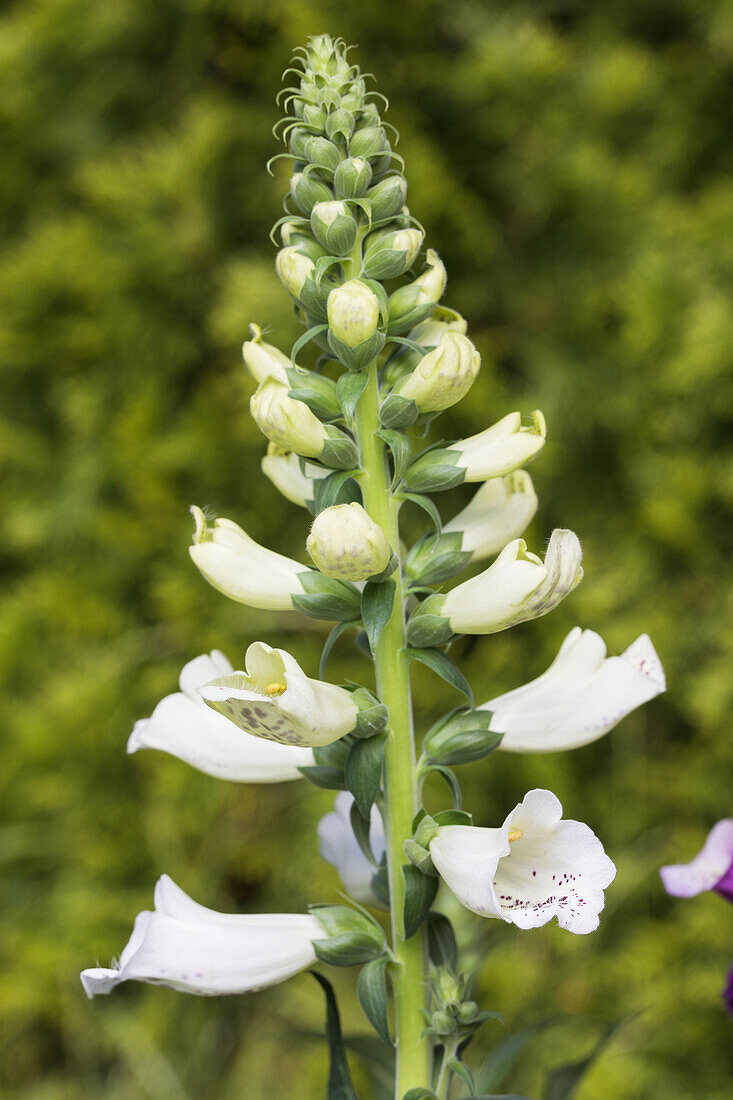 Digitalis purpurea, weiß