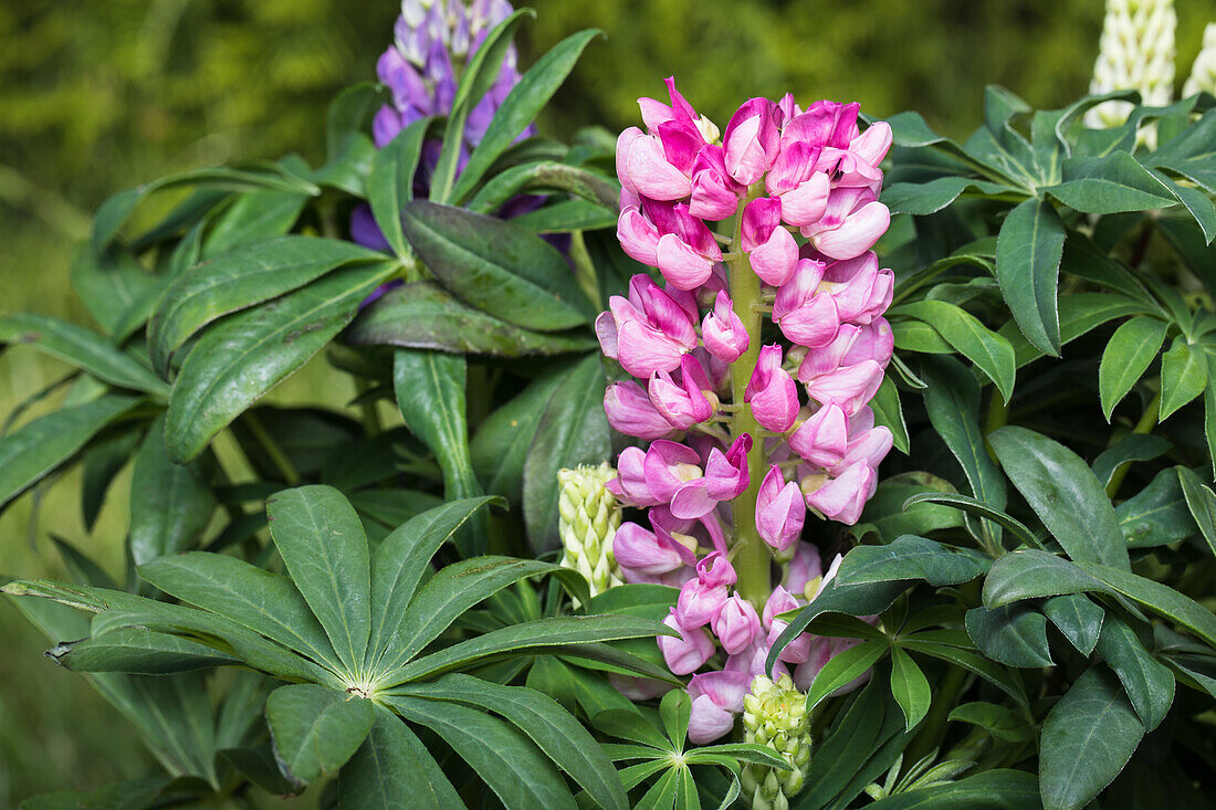 Lupinus polyphyllus, pink