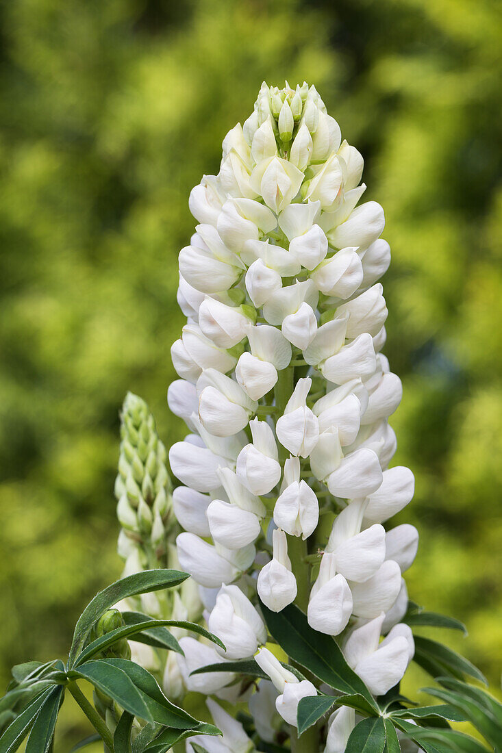 Lupinus polyphyllus, white