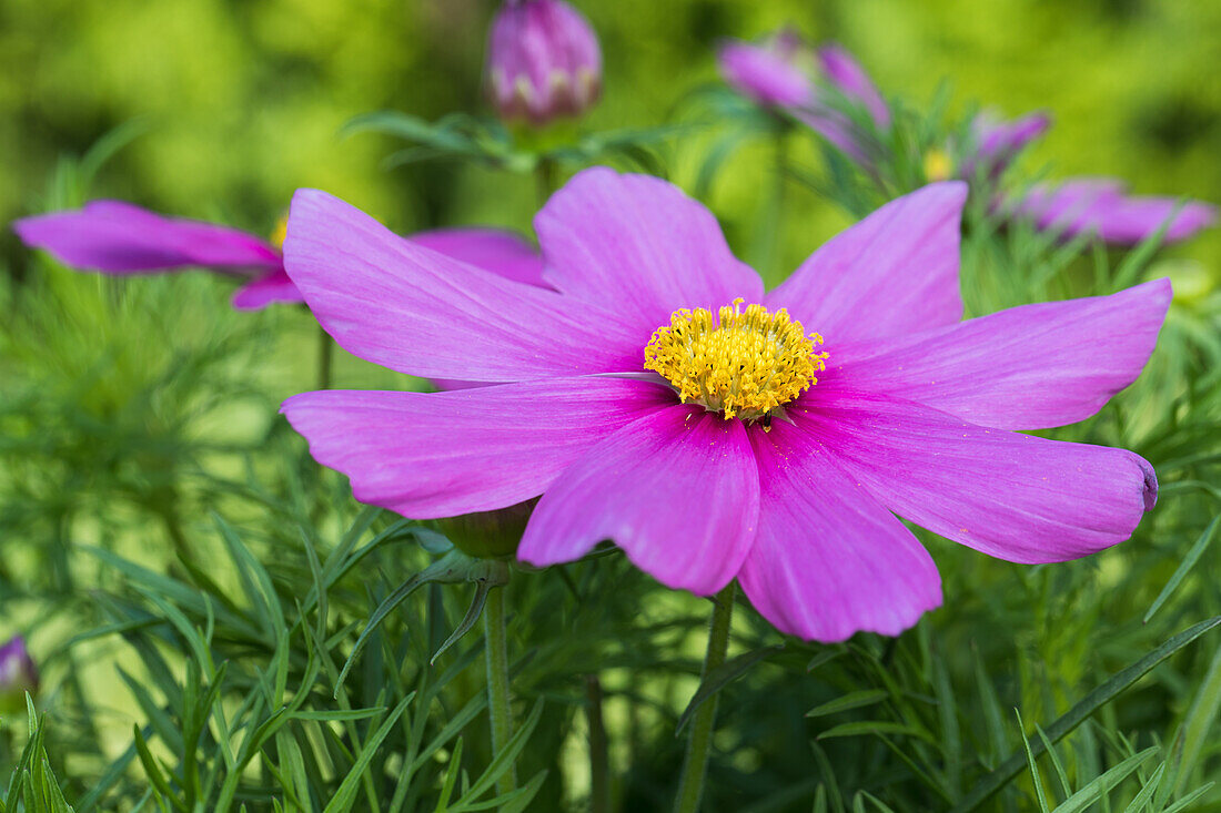 Cosmea bipinnatus