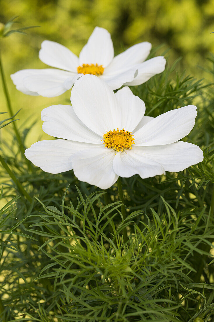 Cosmos bipinnatus, white