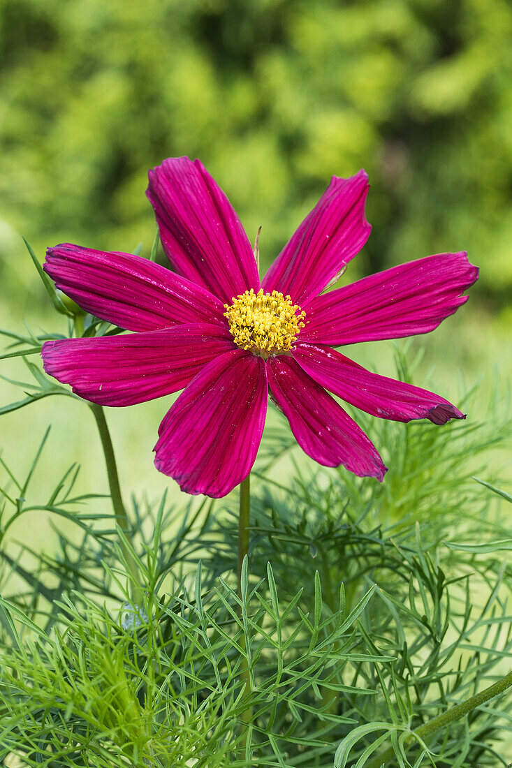 Cosmea bipinnatus