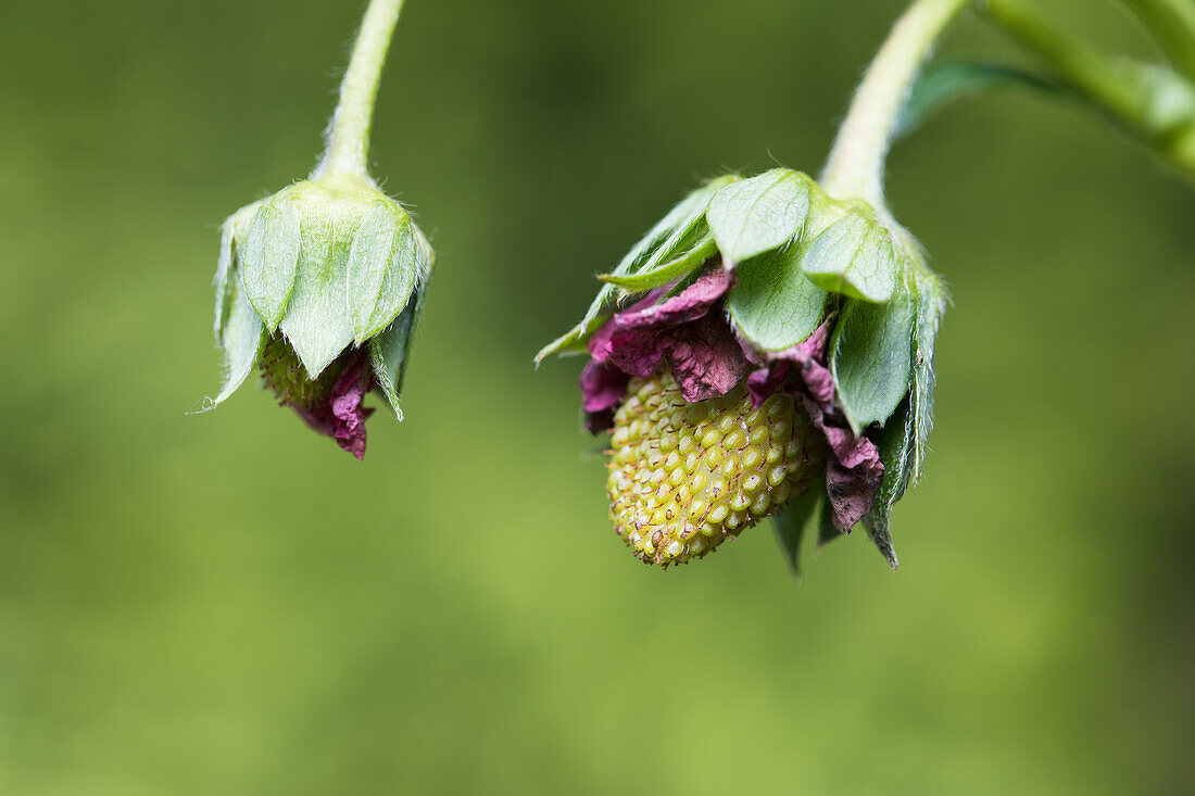 Fragaria