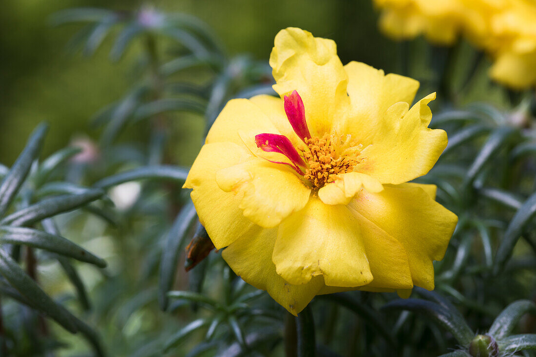 Portulaca grandiflora