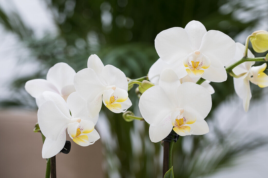 Phalaenopsis, weiß