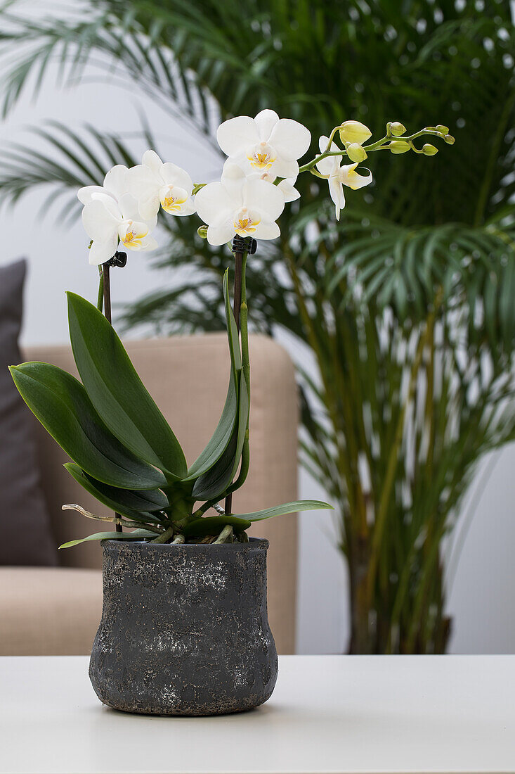 Phalaenopsis, weiß