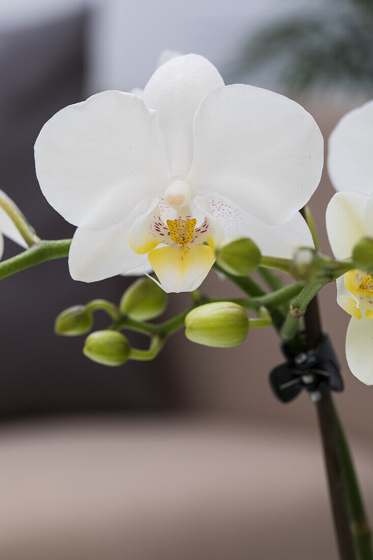 Phalaenopsis, weiß