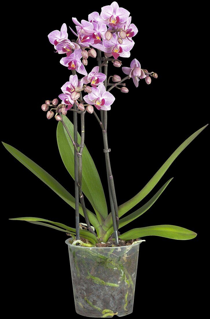 Phalaenopsis multiflora, pink