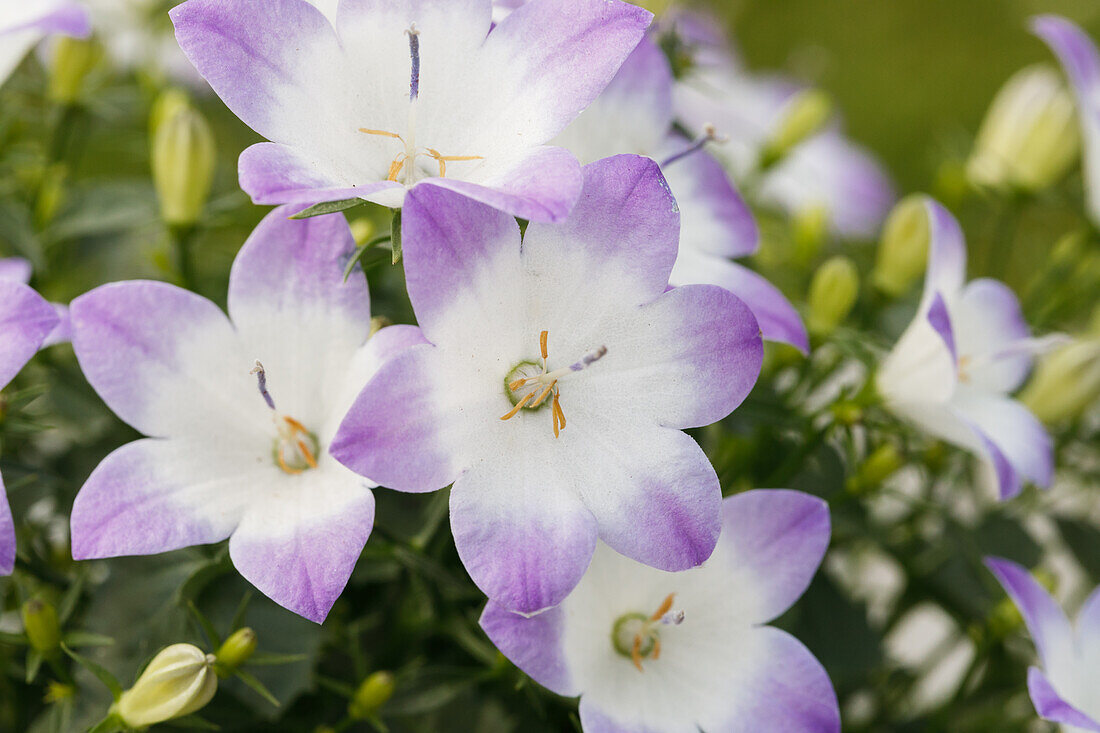 Campanula 'Fancy Mee'®