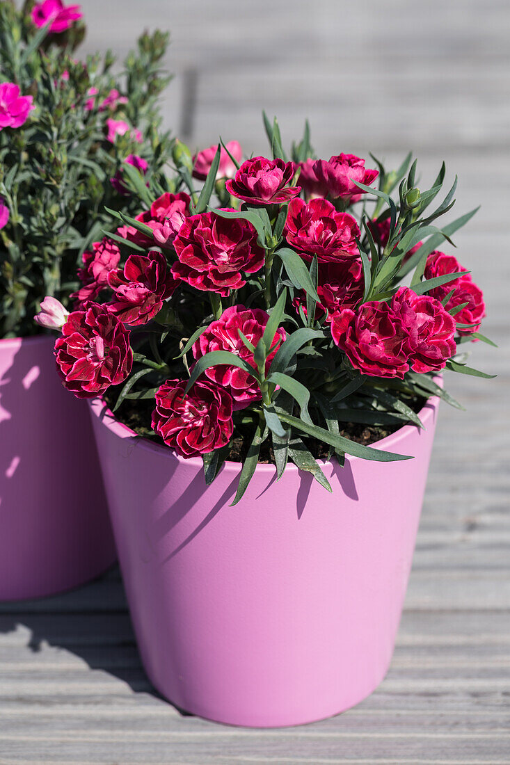 Dianthus caryophyllus