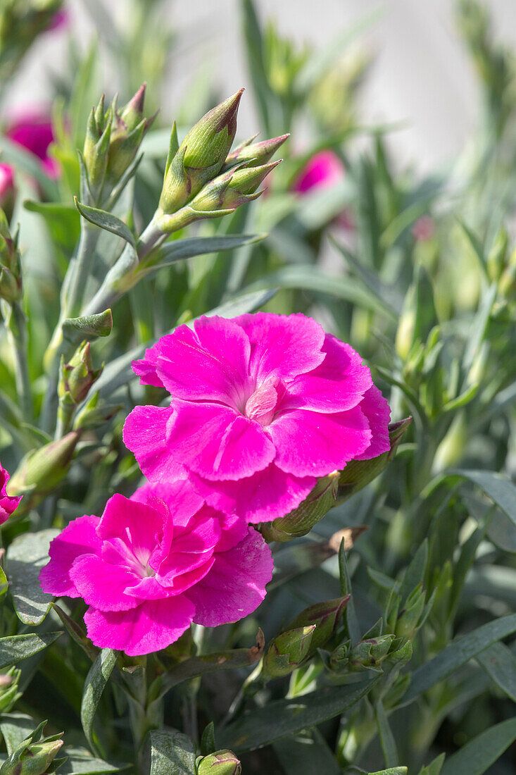 Dianthus caryophyllus 'Peman'