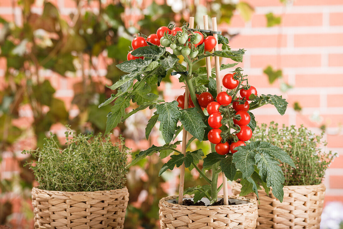 Solanum lycopersicum var. cerasiforme