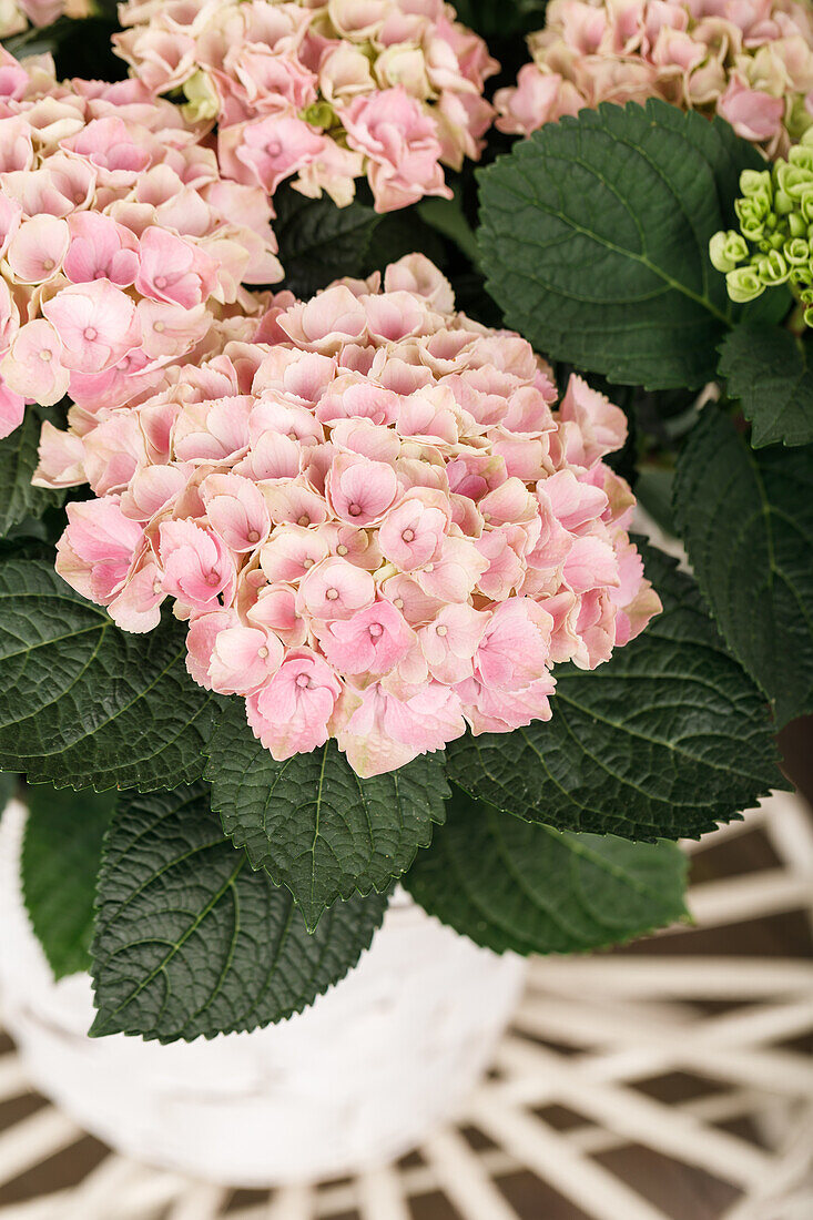 Hydrangea 'Magical'® Four Seasons, rosa