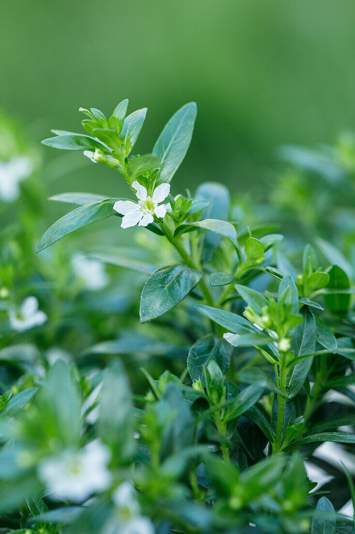 Cuphea hyssopifolia, white