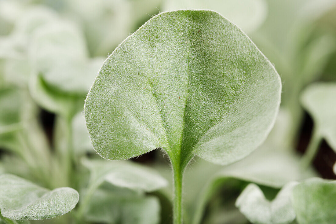 Dichondra argentea 'Silver Falls'