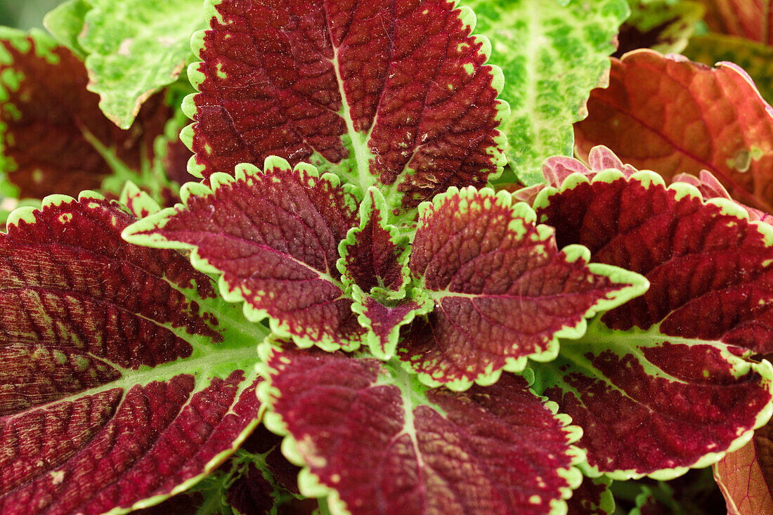 Plectranthus scutellarioides